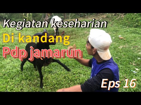 Eps 16 🔴 KEGIATAN KESEHARIAN DIKANDANG PDP JAMARUN