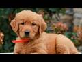 Golden Retriever dogs for sale: Maya  - Video 1