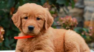 Video preview image #1 Golden Retriever Puppy For Sale in LITITZ, PA, USA