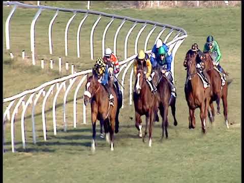 Galoppo 26/01/2019 - 3ª corsa