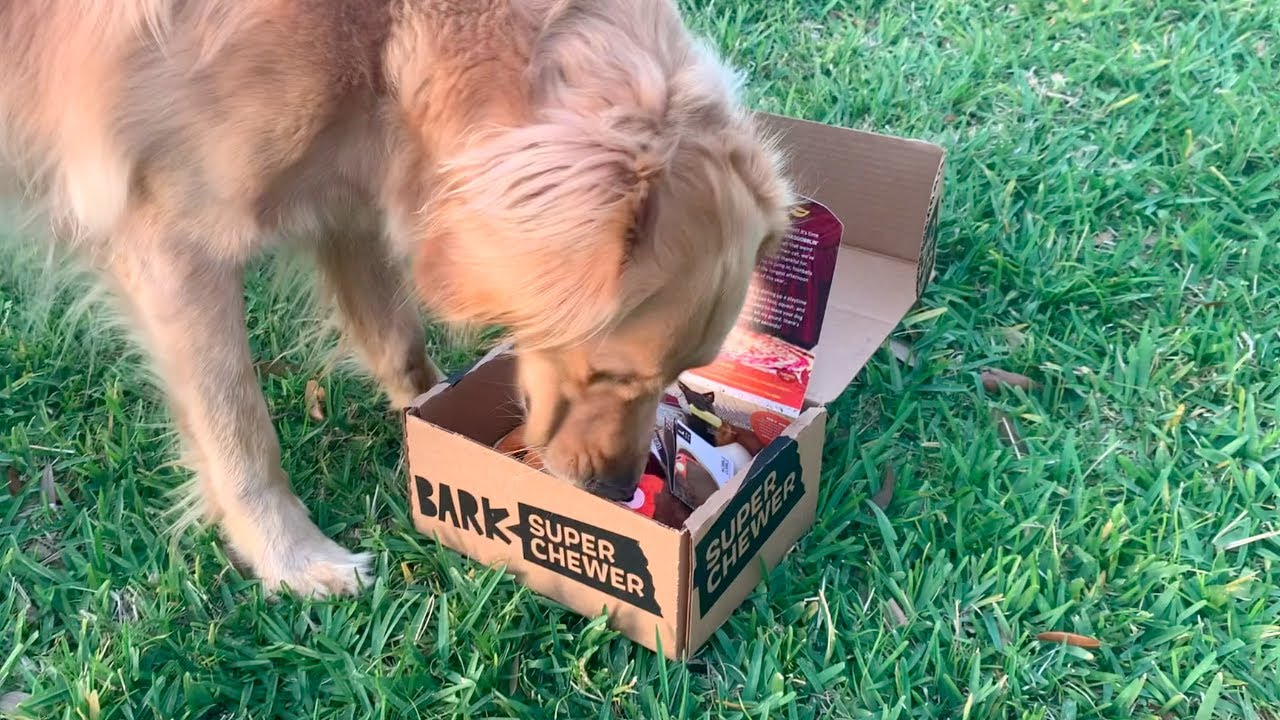 Super Chewer BarkBox Review 2023 Pros, Cons & Is It Worth It? Golden