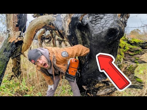 Shocking find in a BURNT tree!