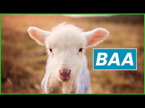 English Animal Sounds | What sounds do they make in your language?