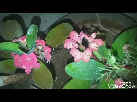 Crown of thorns flowers/Euphorbia milli flowers