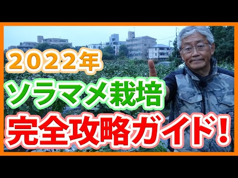 そら豆の準備: オプションの概要 ライフスタイル