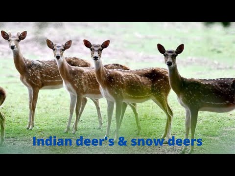 Cute pets cats dogs| cute puppys | beautiful bird's| babies