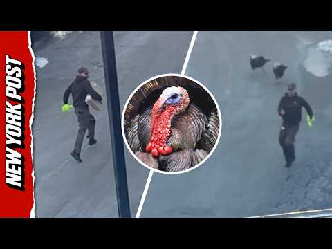 UPS Driver Chased by Wild Turkeys:  ‘I’m 40-Years-Old, I Can’t Deal With This!’