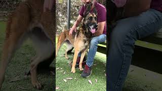 Video preview image #1 German Shepherd Dog Puppy For Sale in Pasadena, CA, USA