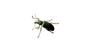 Green Weevil