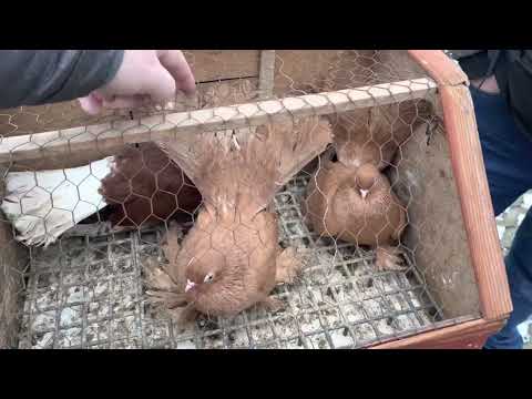 , title : 'Rynek Targ Gołębie  pigeon market stock голубиный рынок Taubenmarkt Wysokie Mazowieckie 28/01/2023'