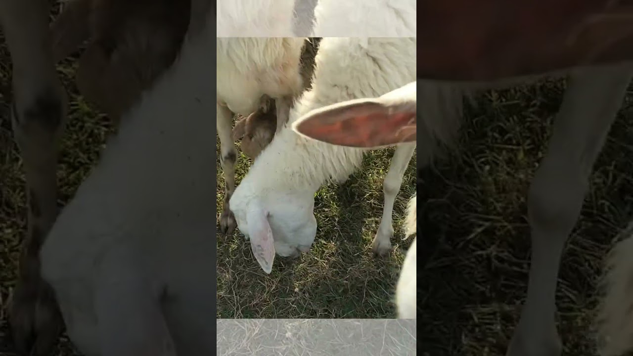 YouTube Short thumbnail