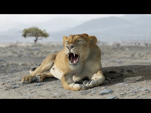 Lion Roaring | 3D Animation