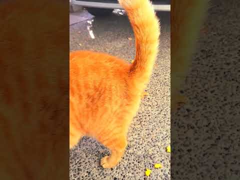 A #beautiful #freindly guest cat. #Video by Kamrun Nahar. Nov 22, 2023.