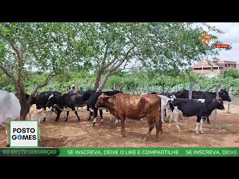 AO VIVO | Feira do Gado de Cansanção Bahia | 8/12/2025 - TV CANSANÇÃO