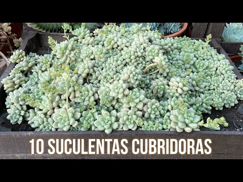 10 Suculentas Cubridoras de Rápido Crecimiento y Fácil Cuidado