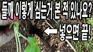 들깨 이렇게 심는거 봤어요? 넣으면 끝! 가장 빠르고 편한 방법입니다!