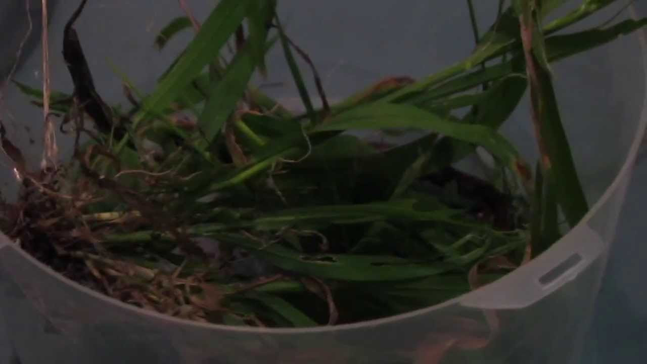 The Weasel Skink Lizard: Up Close and Personal