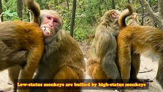 Low-status monkeys bullied by high-status monkeys don't dare to swallow food