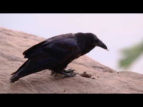 Common Raven