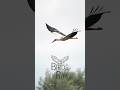 White Stork in Flight #shorts #birds #birdvideos