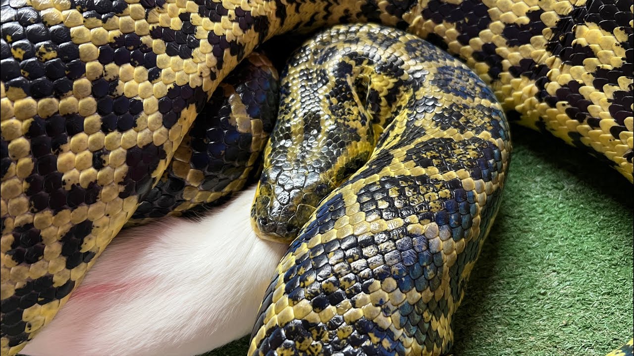 大蛇のお食事タイム（大蛇温室から同時中継&配信時間短め）