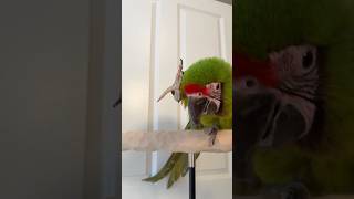 Training Practice with Great Green Macaw