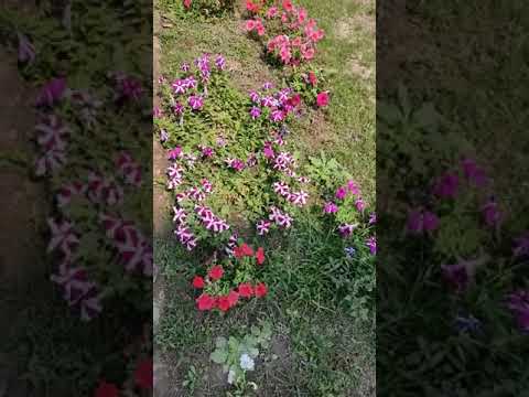 Rabindra Sangeet Beautiful Colour Flowers #swapnabhumi #rabindrasangeet #beautifulflowers #colours