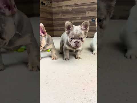 Video 3