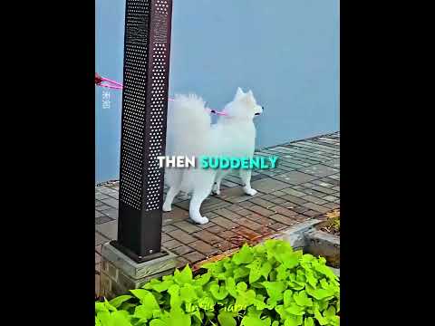 He Met His Dogs After 6 Years ❤️🐶 #shorts