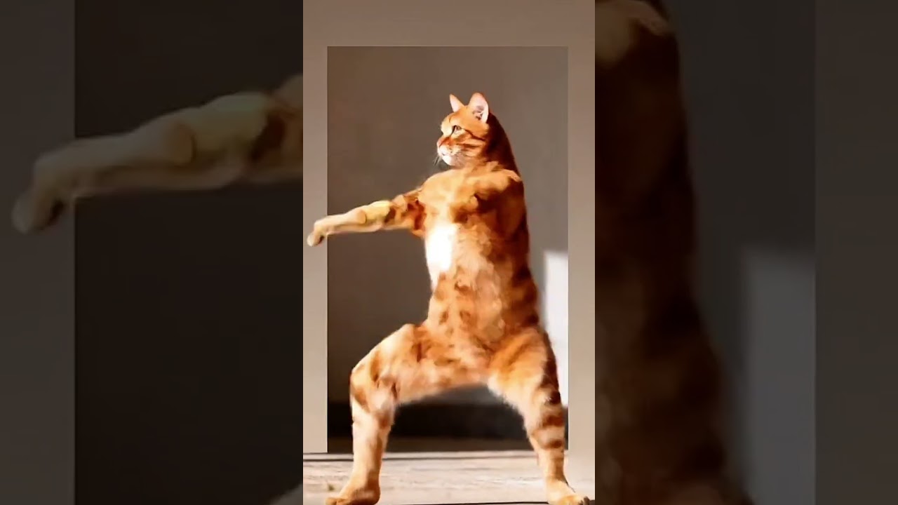Orange cat dancing #cat #ai #funny #cute #animationshorts #midjourney #balletcat #cutecat #catart