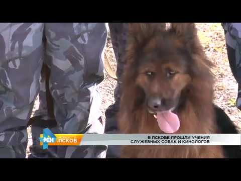 Новости Псков 26.04.2017 # Учения кинологов