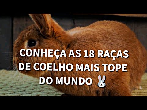 , title : '18 RAÇAS DE COELHO "🐰 "... /#animais , #coelho'