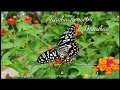 Rasoolan Ameena - Arabic Song with Lyrics | Trending Status | Islamic Song | HD |Arabic| Ramzan #01