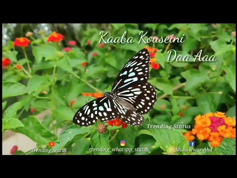 Rasoolan Ameena - Arabic Song with Lyrics | Trending Status | Islamic Song | HD |Arabic| Ramzan #01