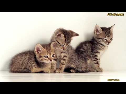 The rivers and the funny cats meowing 😄😄