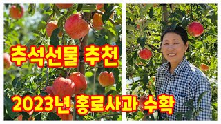명절 선물용 홍로 사과 수확 괴산 가을농원 추석 선물용 명절선물세트 괴산사과  사과선물세트  [사과수확중]