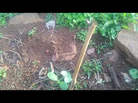 Olha só que lindo capão alto sc 