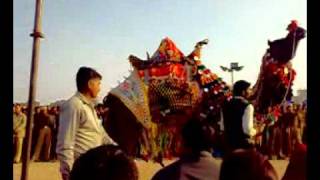 Camel Festival, Bikaner. Jan,2012.