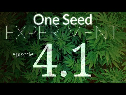 Steady Growth to Pre-Flowering - EP4 - One See Experiment (Part 1) Video