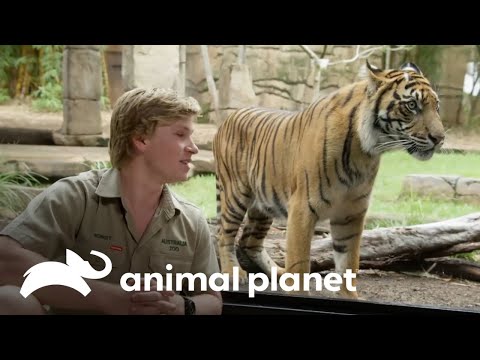 El emocionante encuentro de cuatro tigres de Sumatra | Los Irwin | Animal Planet