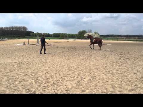 Stute 3J von Edward/Lauries Crusaidor