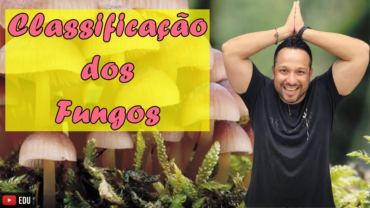 Classificação dos Fungos - Filos dos Fungos - Reino Fungi - Microbiologia