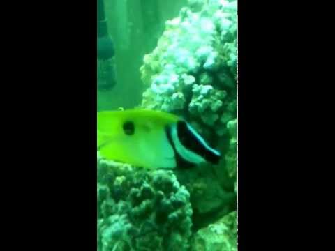 Foxface Rabbitfish Siganus vulpinus in 90 gal saltwater tank