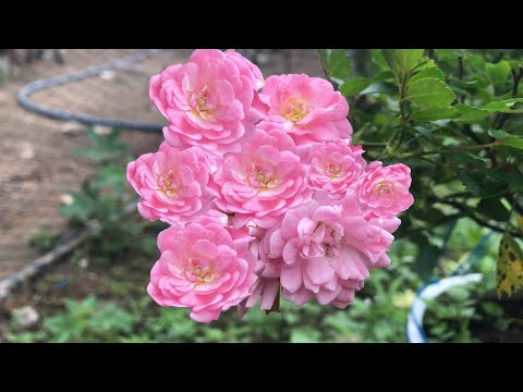 How to breed mini Japanese roses│Breeding roses