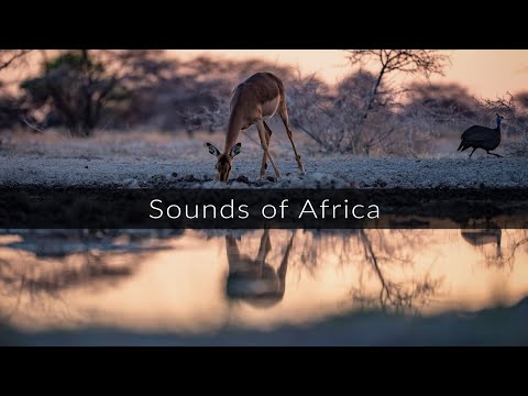 Quiet evening in the savannah - The sounds of Africa
