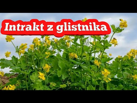 Recepty cebula na sile Wszystko dla potencji złotym koniu