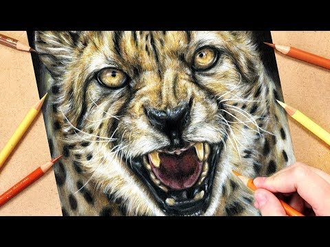 How to Draw a Cheetah using Coloured Pencils |...