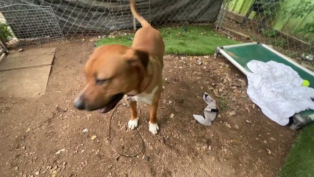 Dimples, a Adoptable mixed breed in Austin, TX video 6/6