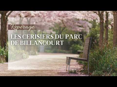 Floraison des Cerisiers Japonais : Parc de Billancourt (Boulogne) | Irina Bieberach