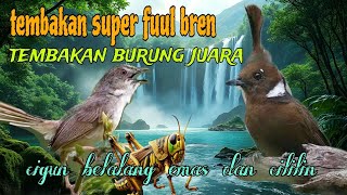 Download lagu Tembakan fuul bren panjang 🔥 cigun belalang emas dan cililin  mp3
